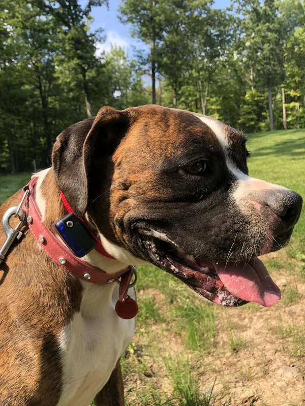 Boundary wire installation along a driveway crossing in Welland