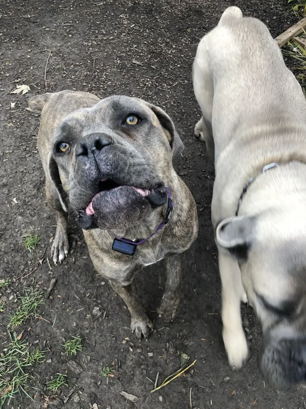 Pet Stop transmitter installed in a Welland home garage