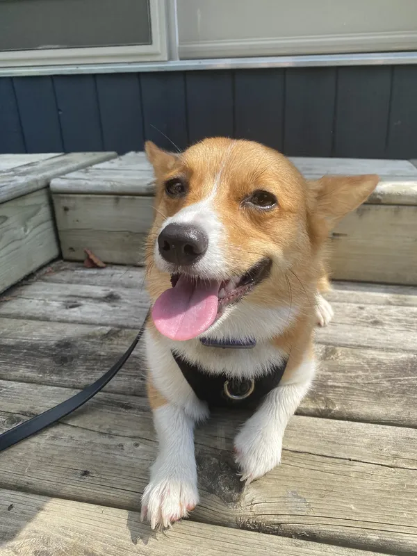 Corgi wearing harness on deck after invisible fence installation — Fergus area