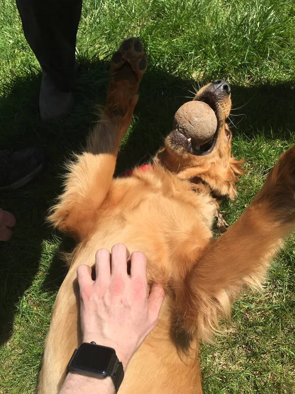 Invisible dog fence installation at a Woodstock residential property