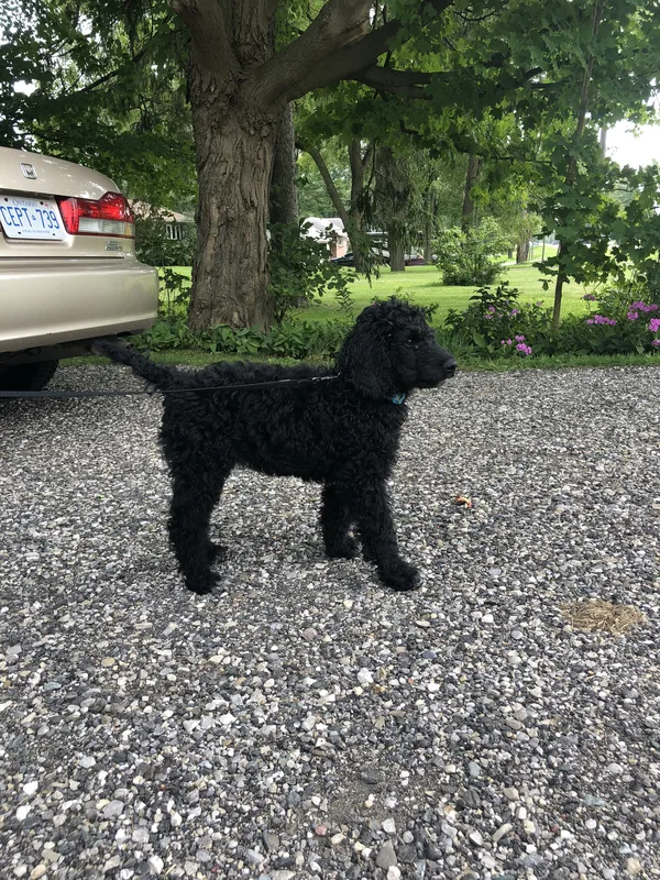 Dog safely enjoying a backyard with underground fence in Woodstock