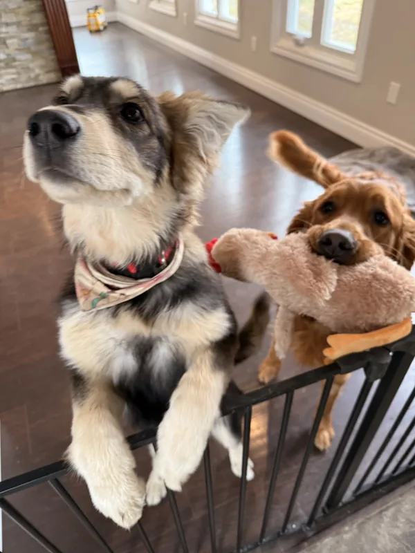 Pet Stop system installed at a Woodstock family home
