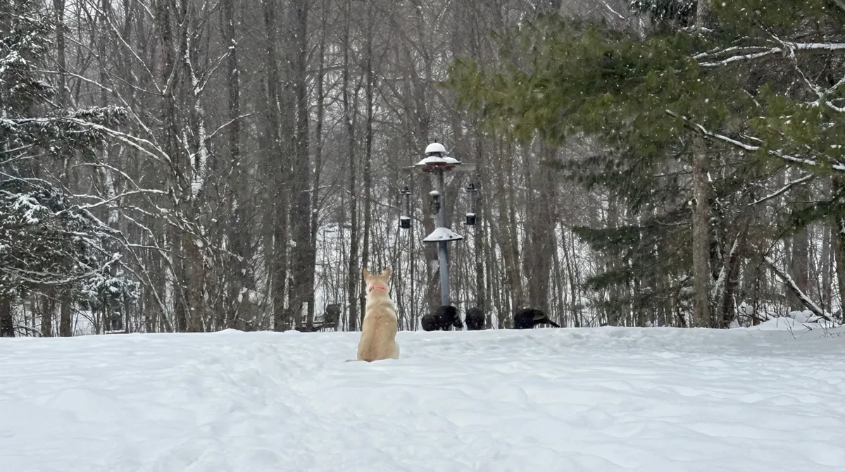 Dogs sitting in a snowy yard watching a bird feeder, contained by an invisible fence
